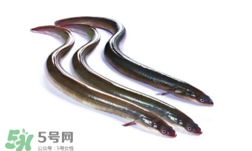 How to Determine Fresh White Eel:A Comprehensive Guide