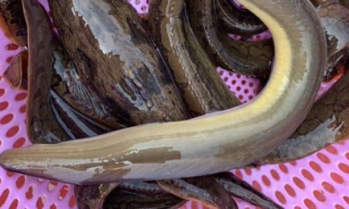 How to Determine Fresh White Eel:A Comprehensive Guide
