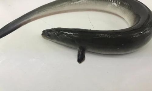 How to Determine Fresh White Eel:A Comprehensive Guide
