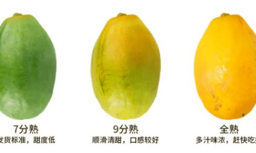 How to Determine the Ripeness of a Creamy White Melon