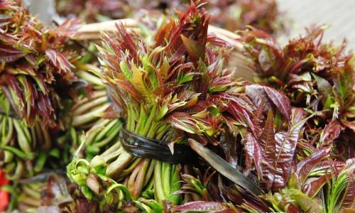 How to Determine if Toona Sinensis Chinese Toon)is Ripe