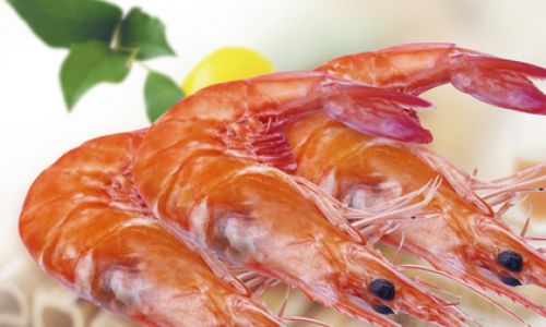 How to Determine the Freshness of a Mantis Shrimp