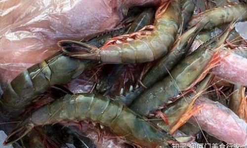 How to Determine the Freshness of a Mantis Shrimp