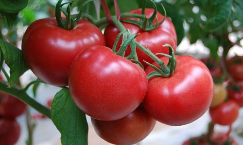 How to Determine the Freshness of a Tomato:A Comprehensive Guide