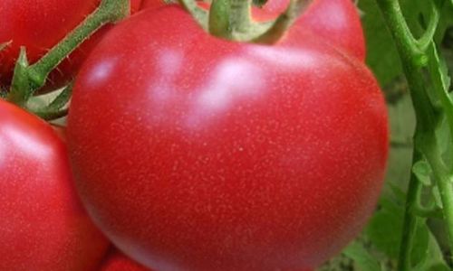 How to Determine the Freshness of a Tomato:A Comprehensive Guide