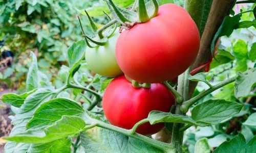 How to Determine the Freshness of a Tomato:A Comprehensive Guide