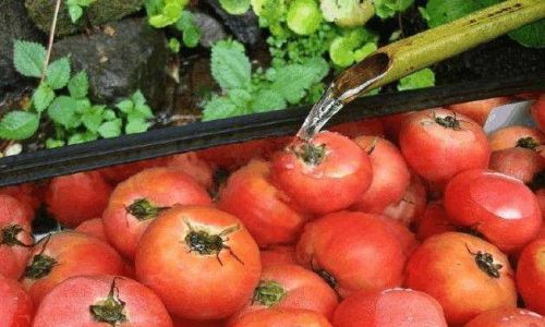 How to Determine the Quality of Tomatoes:A Comprehensive Guide
