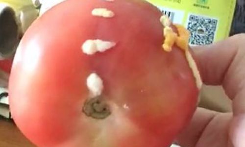 How to Determine the Quality of Tomatoes:A Comprehensive Guide