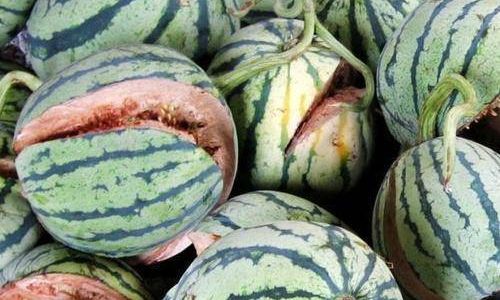 How to Determine if a Watermelon is Ripe