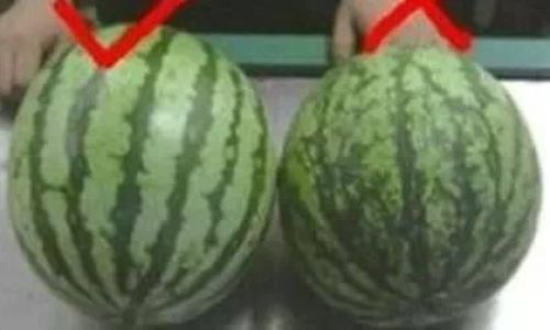 How to Determine if a Watermelon is Ripe