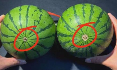 How to Determine if a Watermelon is Ripe