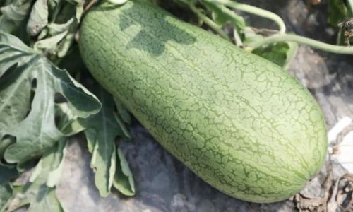 How to Determine if a Watermelon is Ripe:A Comprehensive Guide