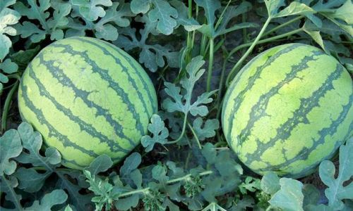 How to Determine if a Watermelon is Ripe:A Comprehensive Guide