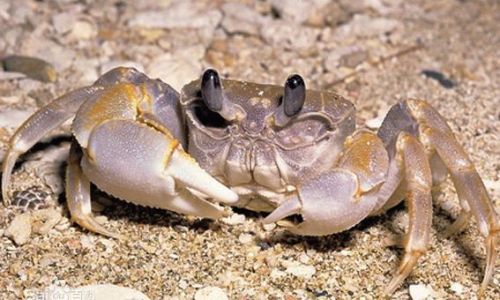 How to Determine if the Prawn Mantis Shrimp)is Fully Cooked