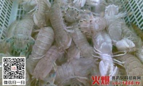 How to Determine if the Prawn Mantis Shrimp)is Fully Cooked