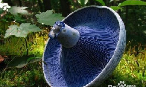 How to Determine if Mushrooms are Fresh