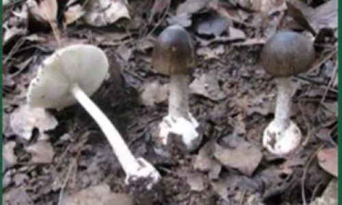How to Determine if Mushrooms are Fresh