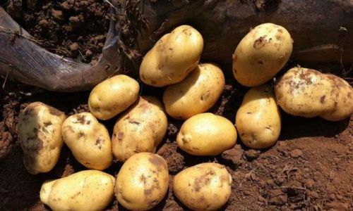 How to Determine if a Potato is Cooked:A Comprehensive Guide