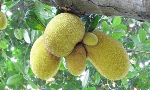 How to Determine if Lotus Seeds are Ripe:A Comprehensive Guide