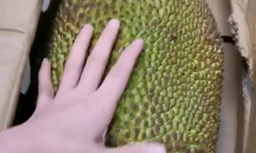 How to Determine if Lotus Seeds are Ripe:A Comprehensive Guide