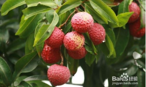 How to Determine the Freshness of Lychees