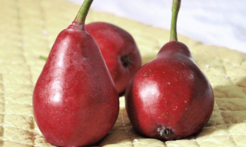How to Determine the Ripeness of Red Asian Pears