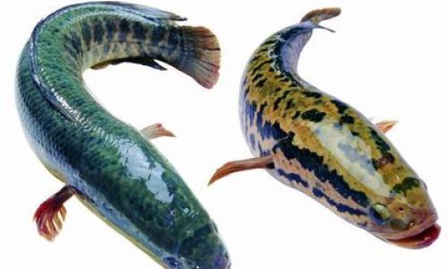 How to Determine the Freshness of Black Fish
