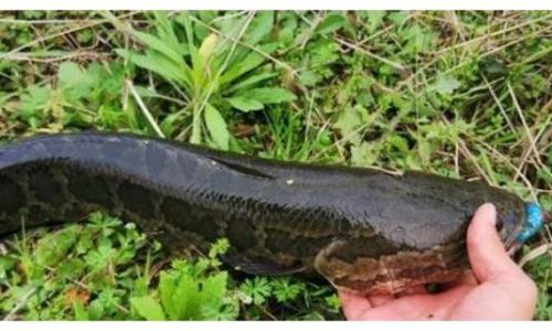 How to Determine the Freshness of Black Fish