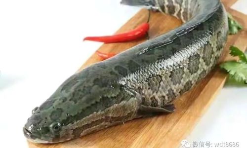 How to Determine the Freshness of Black Fish