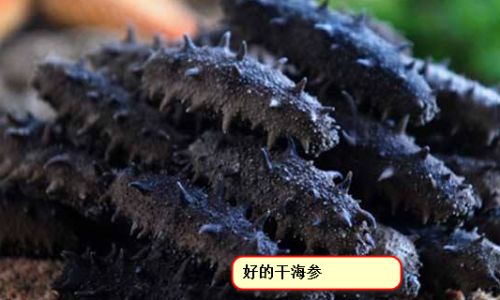 How to Determine if Sea Cucumbers Have Gone Bad