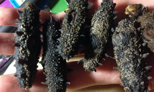 How to Determine if Sea Cucumbers Have Gone Bad