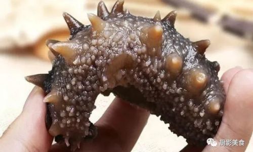 How to Determine if Sea Cucumbers Have Gone Bad