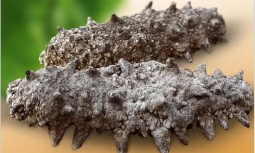 How to Determine if Sea Cucumbers Have Gone Bad