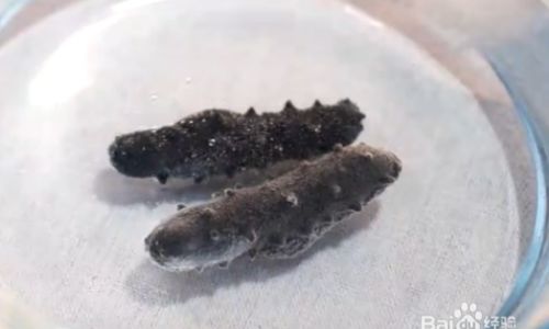How to Determine if Sea Cucumbers Have Gone Bad
