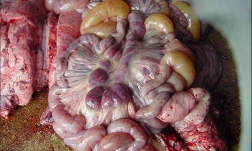 How to Determine the Freshness of Pork Sausage Fenchang)A Comprehensive Guide