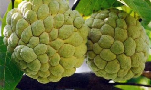 How to Determine the Ripeness of a Sugar Apple Annona Squamosa)