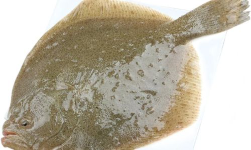 How to Determine the Freshness of Frozen Turbot Fish