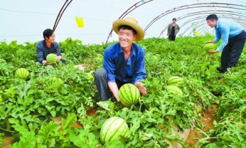 How to Determine the Ripeness of Watermelon in a Greenhouse
