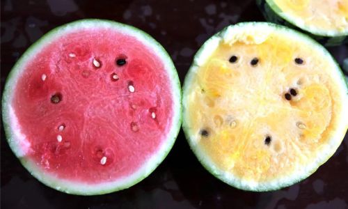 How to Determine the Ripeness of Watermelon in a Greenhouse