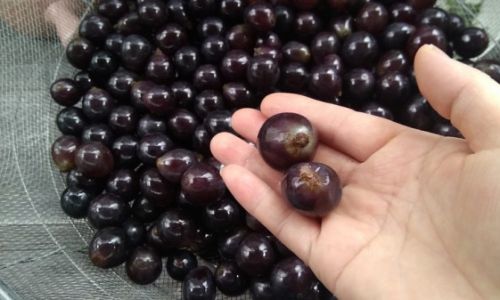 How to Determine if Chen Hei Dou Aged Black Beans)Have Gone Bad