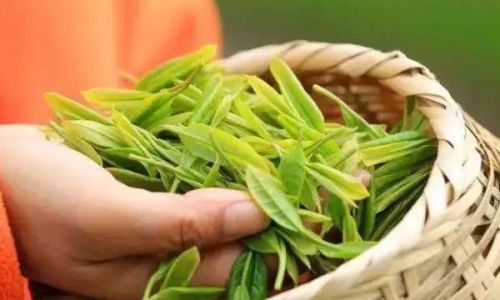 How to Determine the Freshness of Tea Leaves:A Comprehensive Guide