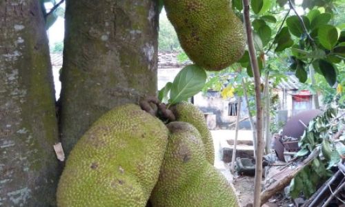 How to Determine the Ripeness of Jackfruit