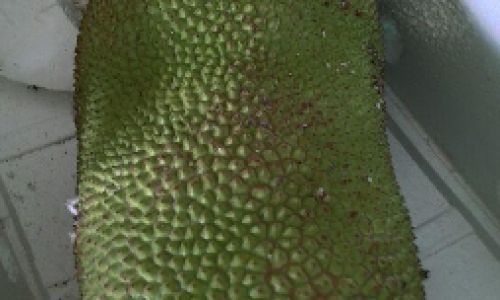 How to Determine the Ripeness of Jackfruit