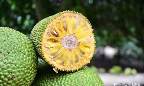 How to Determine the Ripeness of Jackfruit