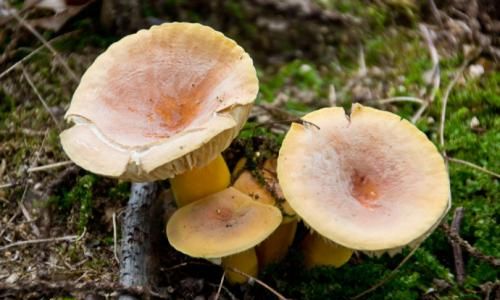 How to Determine if Shiitake Mushrooms White Snow Mushrooms)Have Gone Bad