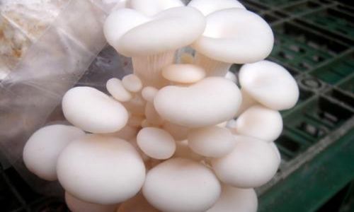 How to Determine if Shiitake Mushrooms White Snow Mushrooms)Have Gone Bad