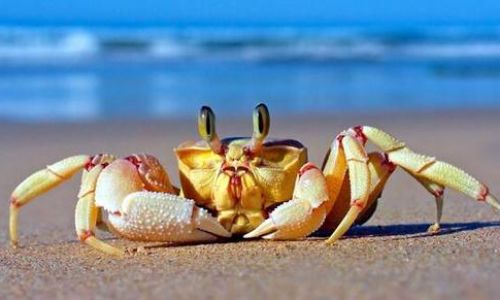 How to Assess the Edibility of Frozen Crabs