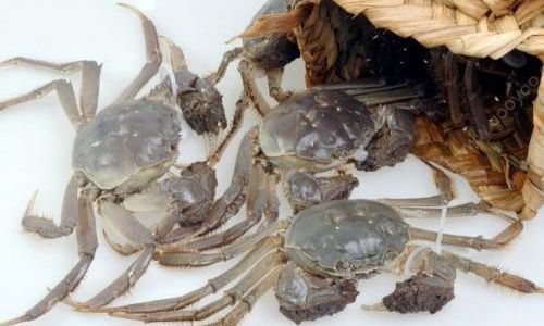 How to Assess the Edibility of Frozen Crabs
