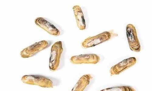 How to Freeze Crabs:The Ultimate Guide to Optimal Preservation