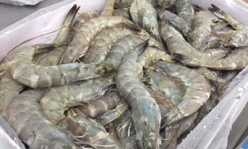 How to Effectively Freeze Shrimp for Optimal Freshness and Preservation